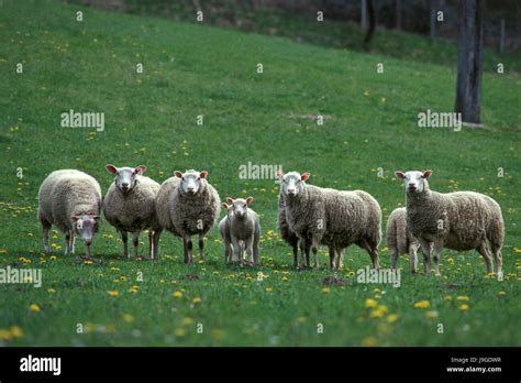 Berrichon Domestic Sheep A French Breed From Berry Herd With Ewes And