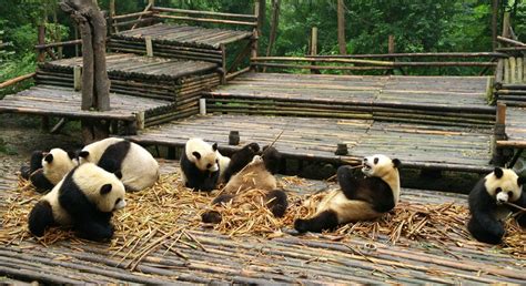 Dujiangyan Panda Base Day Trip From Chengdu Chengdu