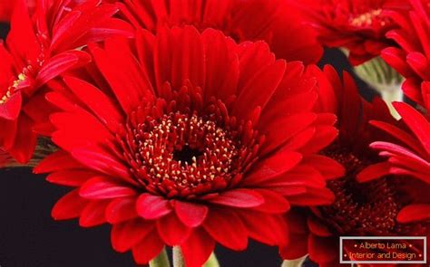 Cum să crească flori de gerbera 57 fotografii