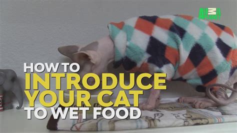 Check spelling or type a new query. How To Transition from Dry To Wet Food - YouTube