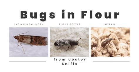 10 Examples Of Bugs In Flour A Mini Guide