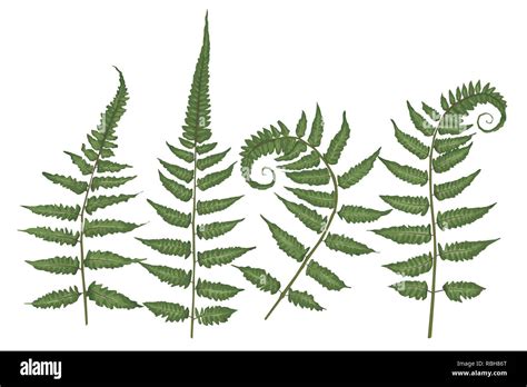 Set Of Silhouettes Of A Green Forest Fern Isolated On White Background