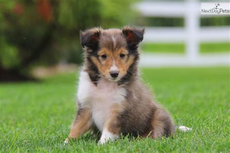 Or someone might buy a puppy from a breeder or a pet. Shetland Sheepdog - Sheltie puppy for sale near Lancaster ...