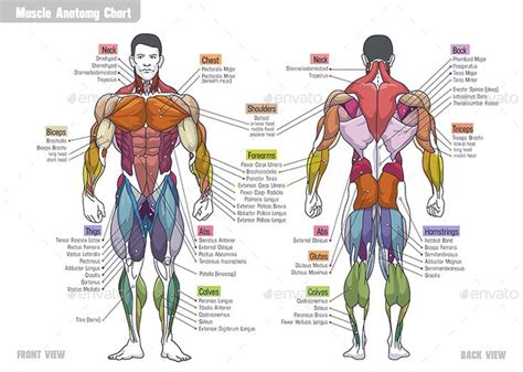 This is a table of skeletal muscles of the human anatomy. Muscle Anatomy Сhart Preview - GraphicRiver | Body muscles names, Muscle anatomy, Human muscle ...