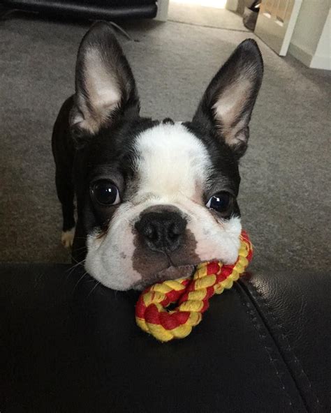 There is more boston terrier puppies on the next pages! Austin | Boston terrier, Terrier, Dogs