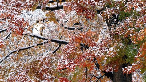 Snowy Autumn Trees Wallpapers Wallpaper Cave