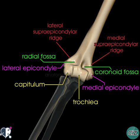What Bone Is Distal To The Humerus Mastery Wiki