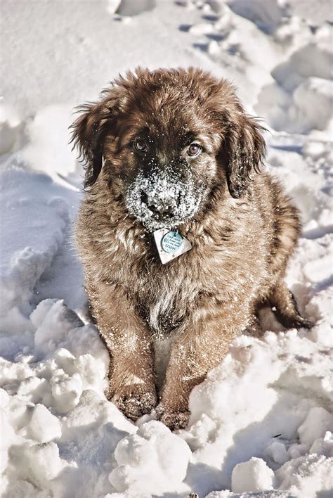 Leonberger Puppy Photograph By Shauna Fockler