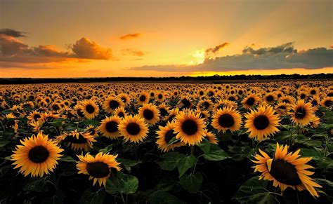 Sunflower Pc Wallpapers Top Free Sunflower Pc Backgrounds