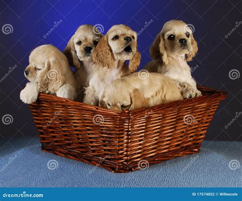 Litter Of Puppies Stock Photo Image Of Litter Purebred 17574852