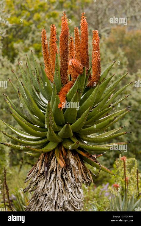 Cape Aloe Aloe Ferox South Africa Stock Photo Alamy