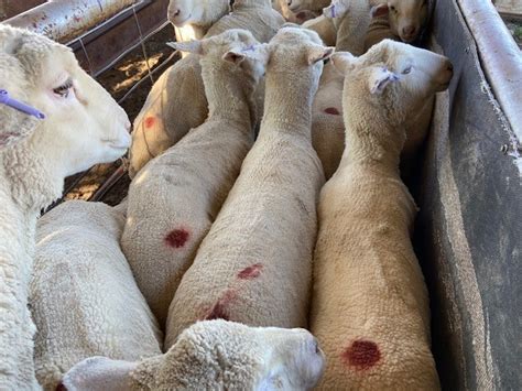 lot 362 180 mixed sex lambs auctionsplus