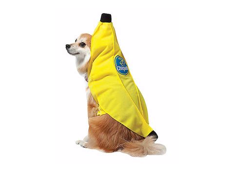 Best Pet Halloween Costumes And Ideas For Dogs And Cats