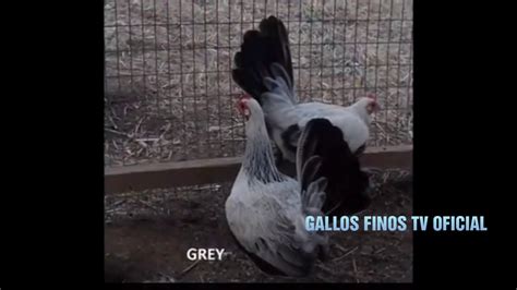 Raza De Gallinas Finas Gallos Finos Tv Youtube