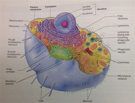 A vast system of interconnected, membranous, infolded and convoluted sacks that are located in the cell's cytoplasm (the er is continuous with the outer nuclear membrane). Animal cell | Nuclear membrane, Anatomy class, Animal cell