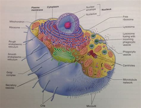 All cells are enclosed by a cell membrane, which is selectively permeable. Animal cell | Nuclear membrane, Anatomy class, Animal cell