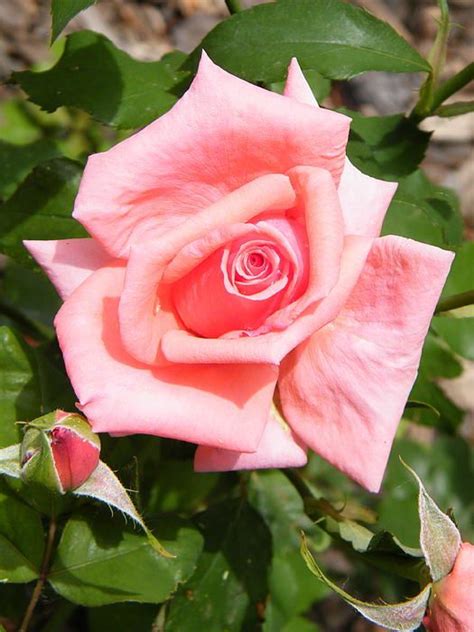 Peachy Pink Rose With Fancy Petals By Mary Sedivy Rose Peachy Pink