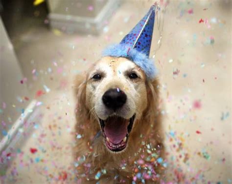 Happy New Year Golden Retriever Dog Birthday Dog Pictures