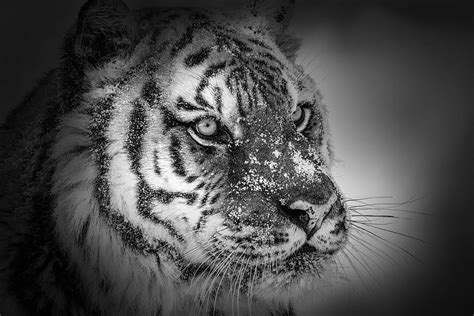 Siberian Tiger Photograph By Mike Centioli Pixels