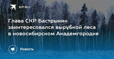 Глава СКР Бастрыкин заинтересовался вырубкой леса в новосибирском