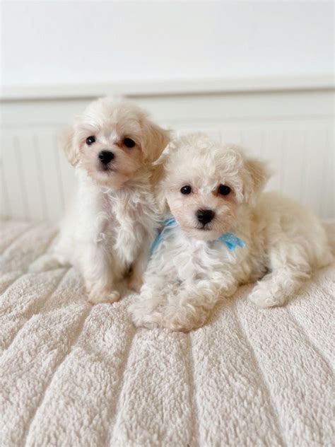 Check spelling or type a new query. Health Tested Apricot Maltipoo Puppies, Dogs, for Sale, Price