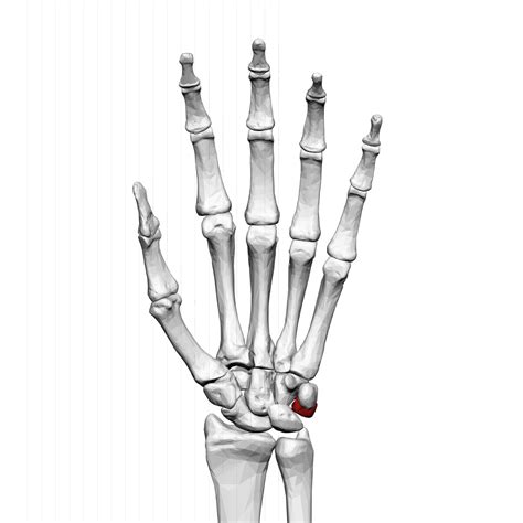 Triquetral Bone Wikipedia