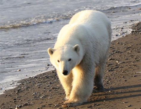 Study Finds Healthy Group Of Polar Bears In Sea Near Alaska Cbc News