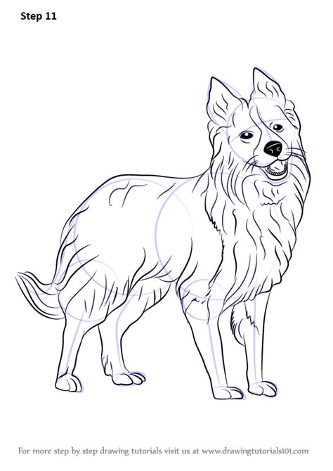 Learn How To Draw Border Collie Dogs Step By Step Drawing Tutorials