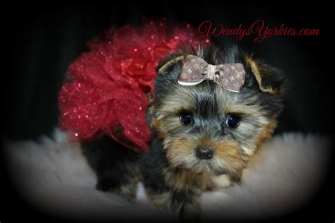 Maybe you would like to learn more about one of these? Female Teacup Yorkie Puppies For Sale in TX | Wendys Yorkies