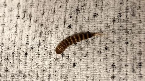12 Ways To Get Rid Of Bed Worms With Natural Remedies