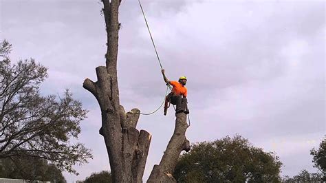 Tree Climber Enjoying His Job To The Fullest Youtube