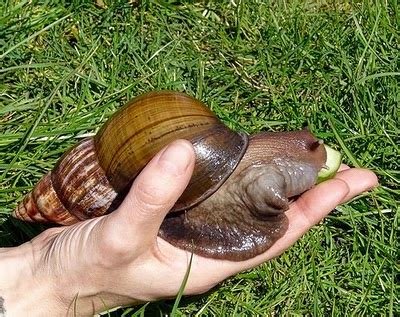 Snailzilla Giant African Snail Featured Creature