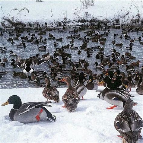 Waterfowl Obsessions Waterfowl Hunting Gear Duck Hunting Boat Duck