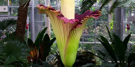 About 163 results (0.65 seconds). Twin Putrid 'Corpse' Flowers Causing A Blooming Stink ...