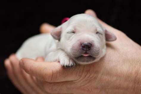 1.2 do you want a boy or a it's a newborn thing, just like with human babies. Stages of Puppy Development | Puppies | Articles | DogZone.com
