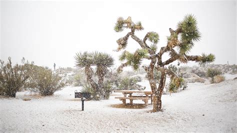 Captivating Photos Of Joshua Tree Covered In Snow The Weather Channel