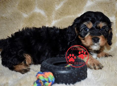 We believe these breeds to be great companions for any owner, with each having recherche cavs is a high quality cavalier king charles spaniel, cavapoo and cavachon trainer and breeder. Cavapoo Breeders California - Cavapoo for sale - Global ...