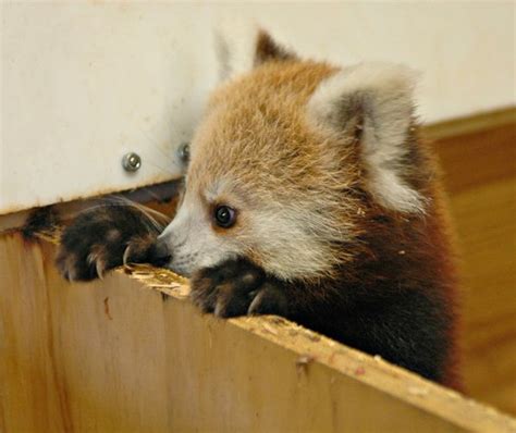 Meet Kaydee The Oklahoma Zoos Rambunctious Baby Red Panda Zooborns