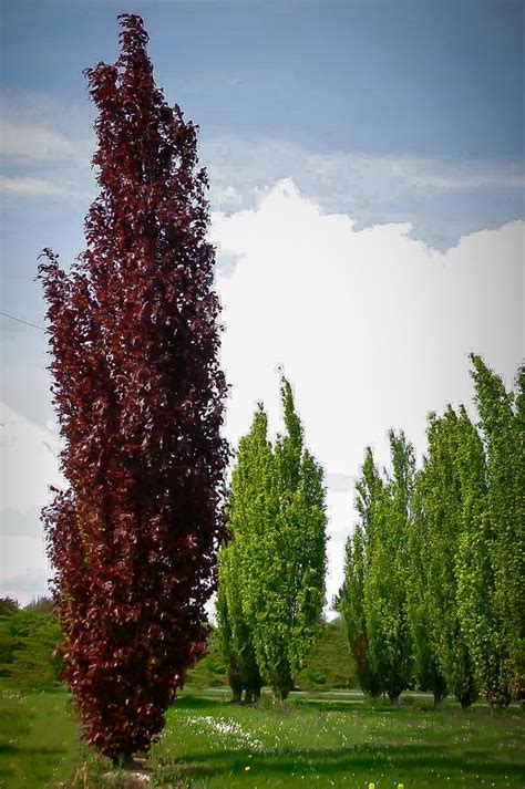 Columnar Purple Beech Columnar Trees Trees To Plant Deciduous Trees