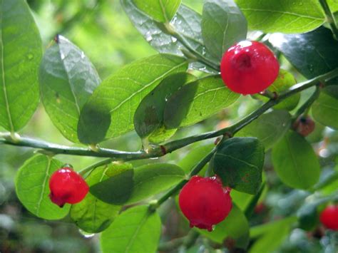 Red Huckleberrybilberry Eat Freshdriedjam 25 Pot