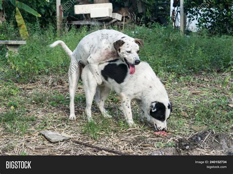 Two Dogs Are Making Love And Sex 240152734 Image And Stock