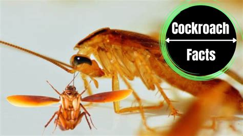 Flying Cockroaches Guide With Pictures The Cockroach Facts