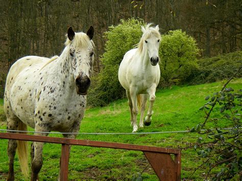 mysterious spate  barbaric horse killings  mutilations  french countryside