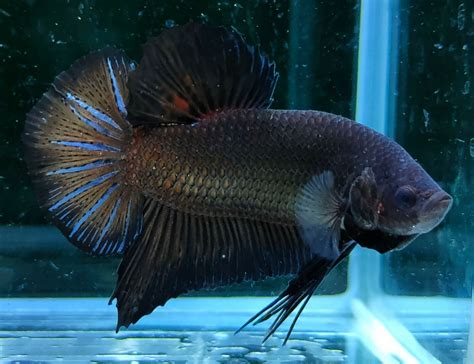 Giant Betta Giant Bettas The Betta Or Siamese Fighting Fish Betta