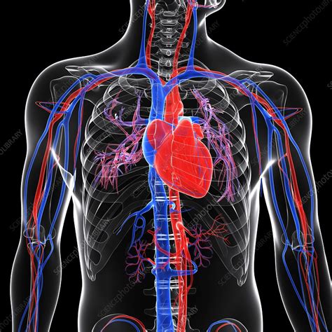 Cardiovascular System Artwork Stock Image F0062962 Science