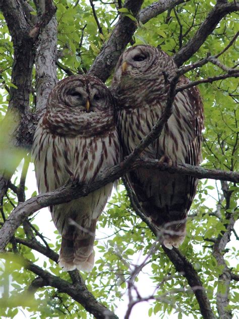 Dallas Trinity Trails Barred Owls Troubadours Of The Trees