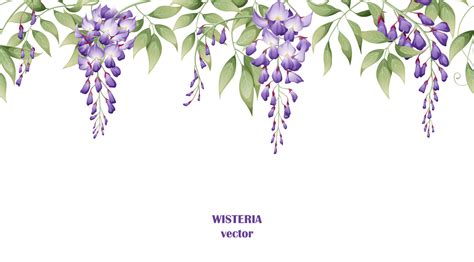 Seamless Border Of Purple Wisteria Flowers And Green Leaves On A White