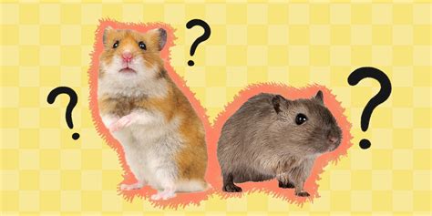 Gerbil Vs Hamster The Differences Between These Tiny Pets Dodowell