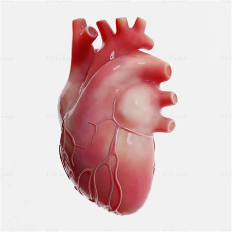 Modelo 3d De Corazón Humano