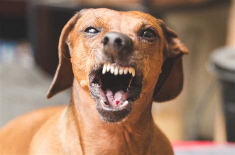 51,099 likes · 10 talking about this. Pack of wiener dogs mauls woman to death